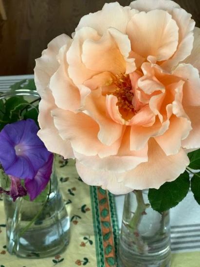 morningGlory&amp;Rose